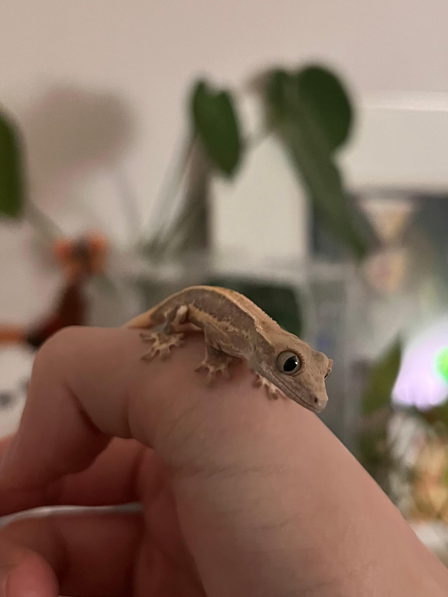 크레스티드게코