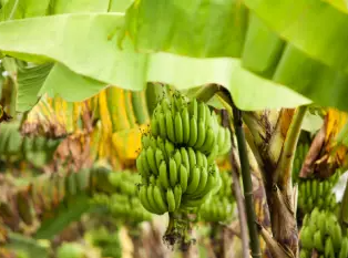 바나나 효능 및 영양소, 부작용