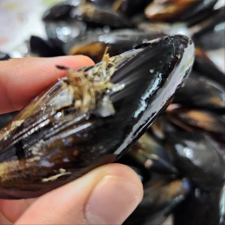 효능 좋은 홍합 칼국수 만드는 법 홍합탕 까지