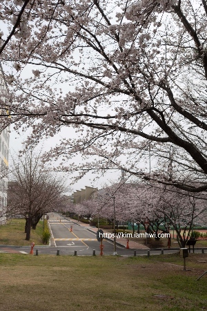 부산 벚꽃명소 지도보기