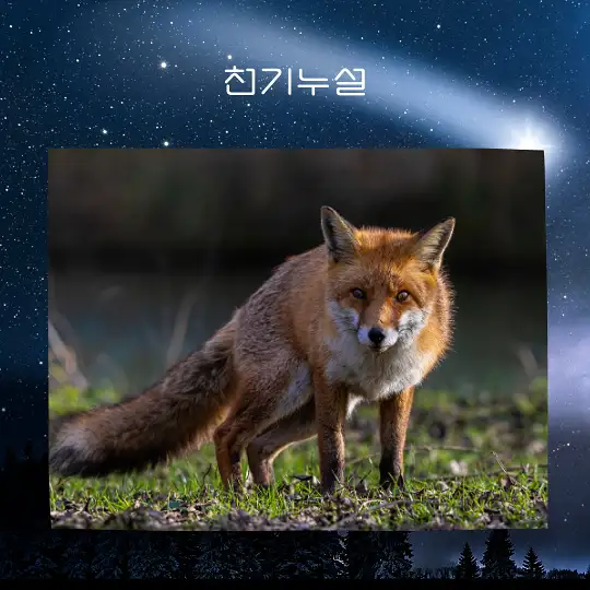 여우가 등장하는 꿈 해몽