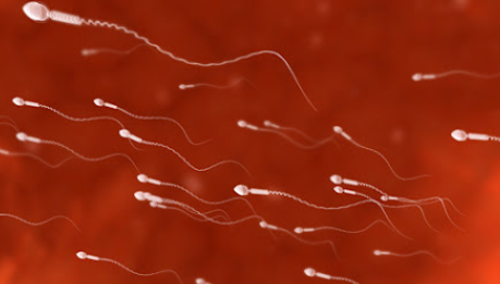 정자 건강 및 운동성