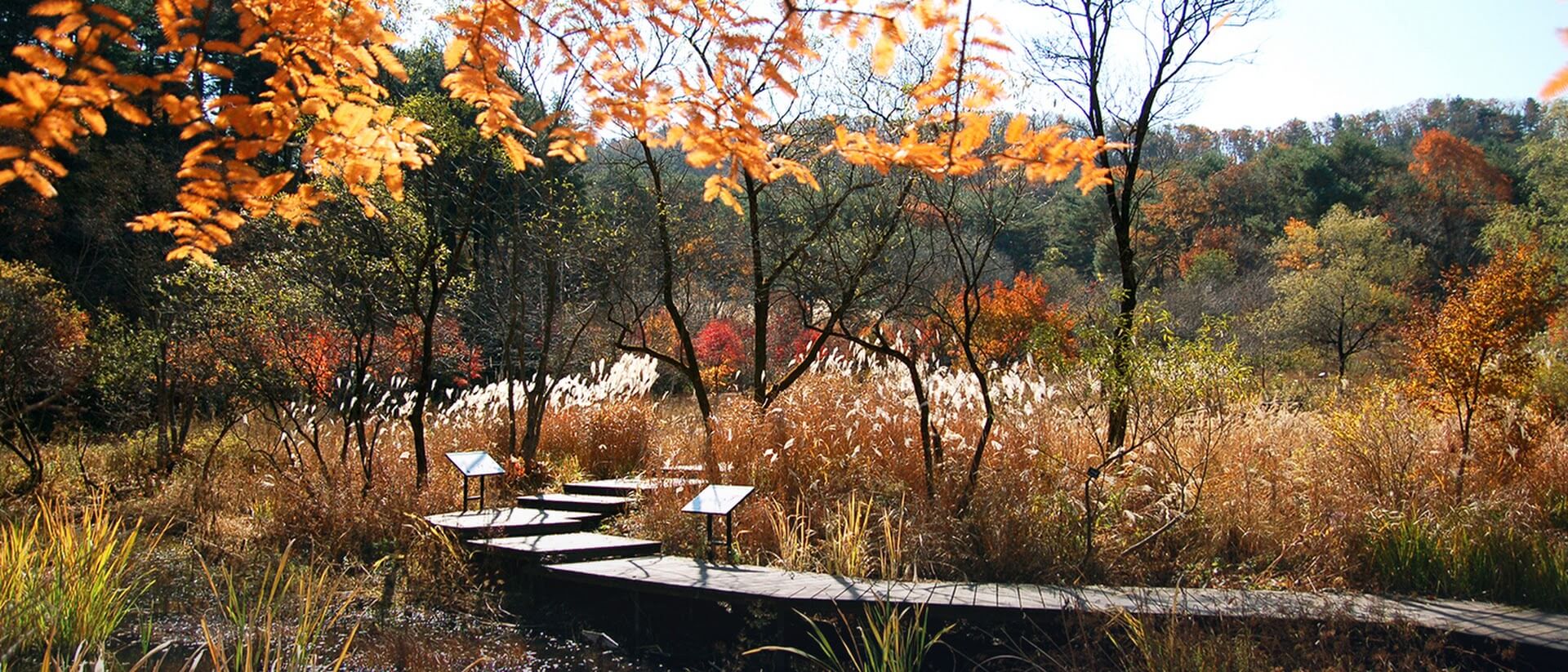 경기도 포천 평강랜드 수국