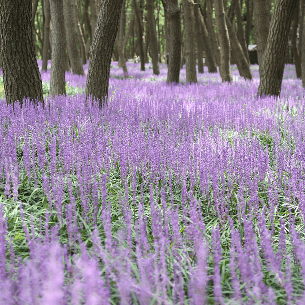 장항 맥문동 꽃 축제 송림자연휴양림