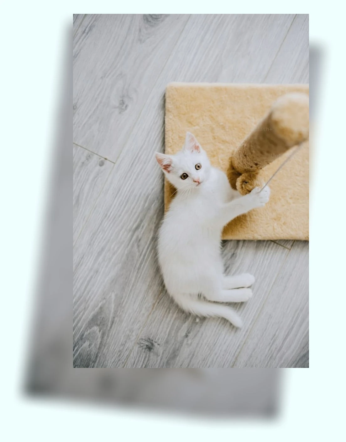 고양이 장난감_2_subsection