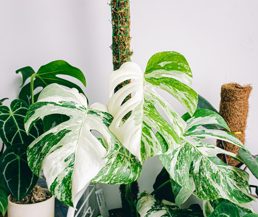 Monstera