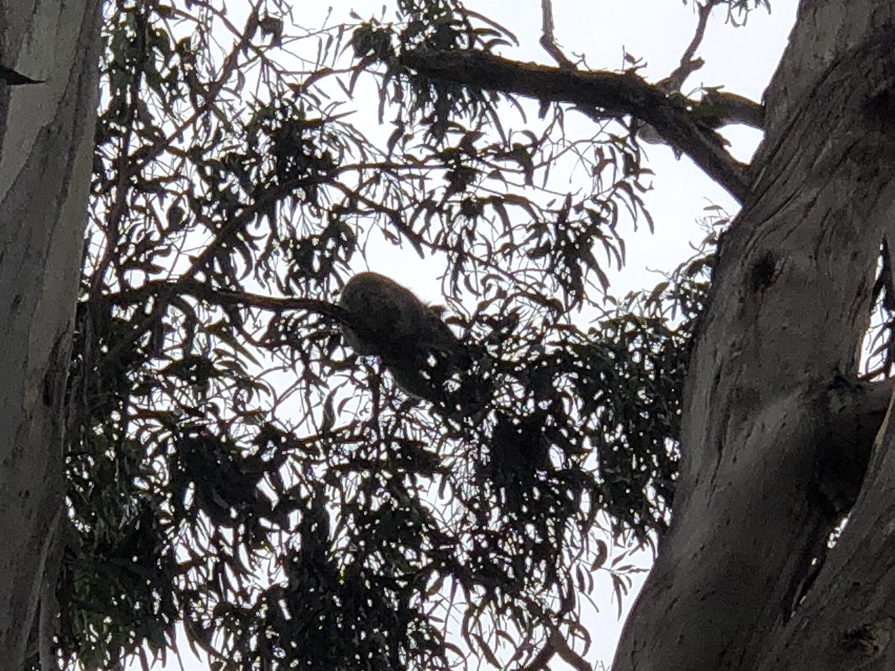 케넷리버 야생코알라