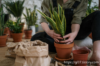 봄을 집으로 초대하는 법 – 인테리어에 생기를 불어넣을 식물 7가지!