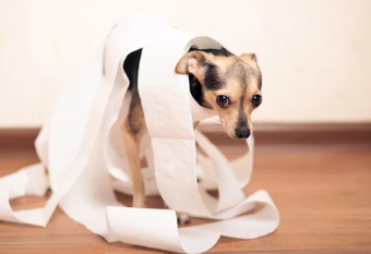 강아지 사진/출처:어도비스톡