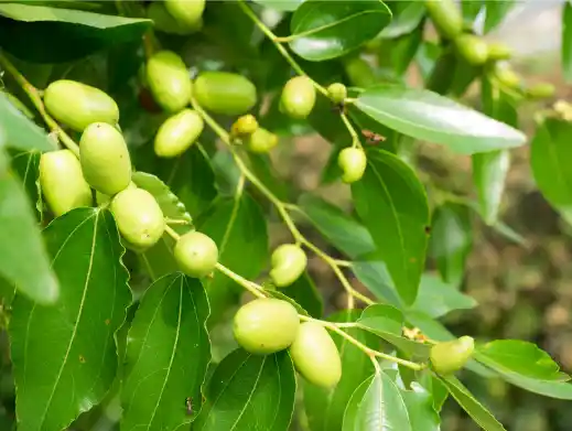 대추 효능과 영양성분 먹는 방법 부작용