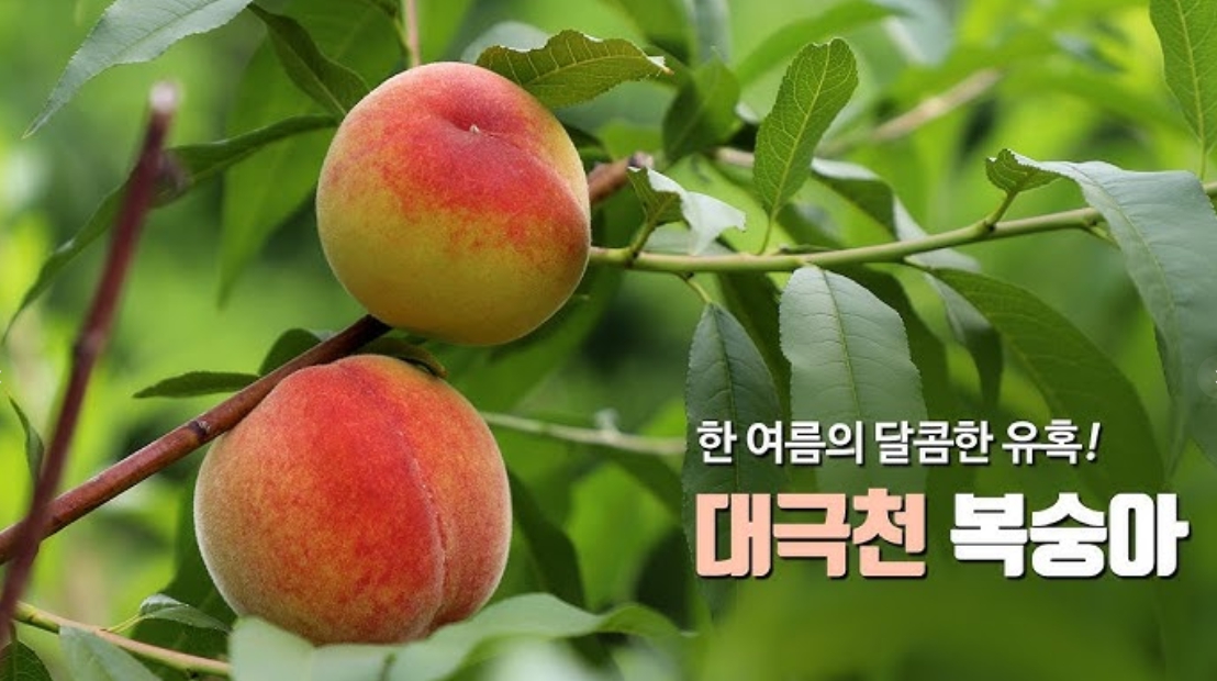 대극천복숭아