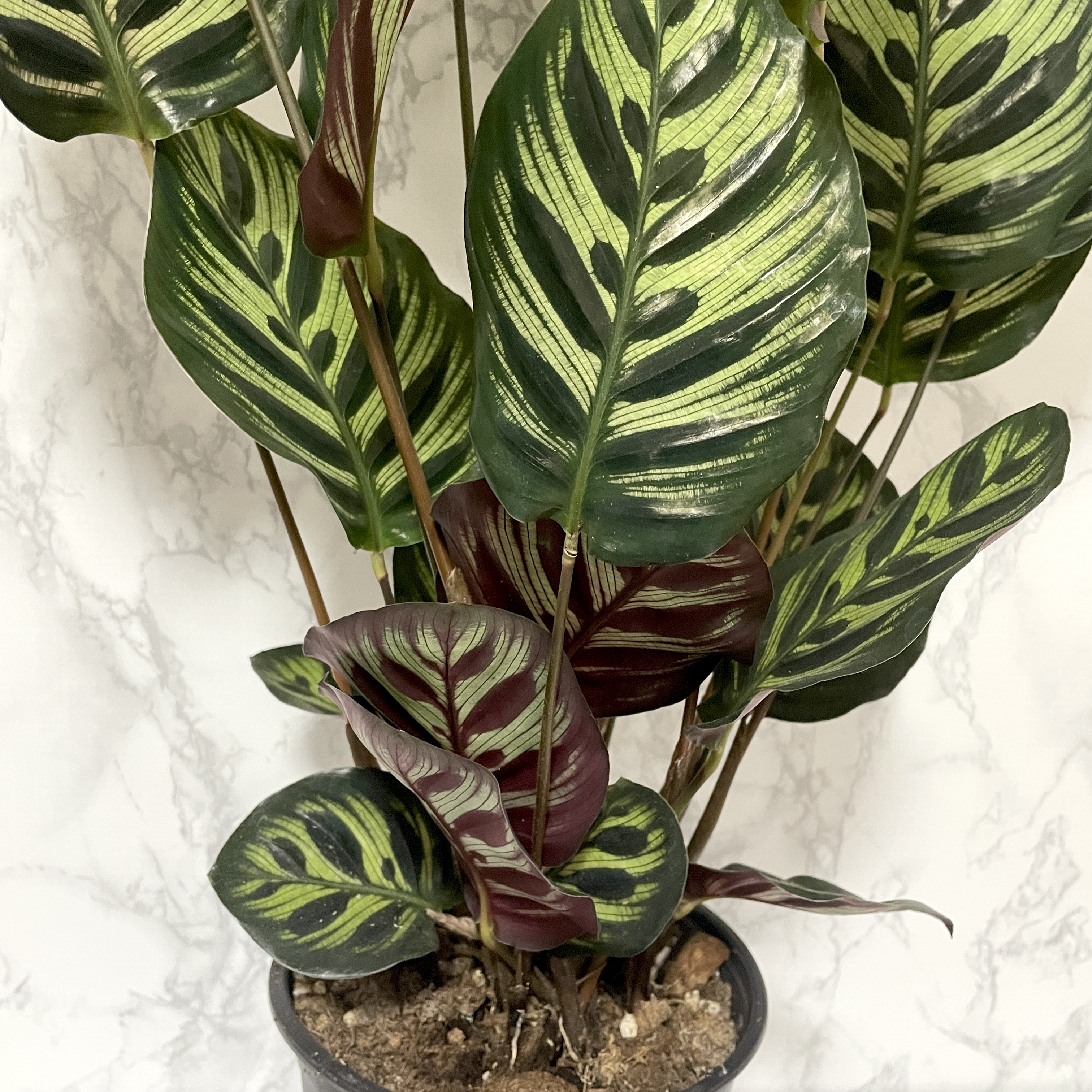 칼라데아 마코야나 키우는 방법&amp;#44; 온도&amp;#44; 물주기&amp;#44; 관리