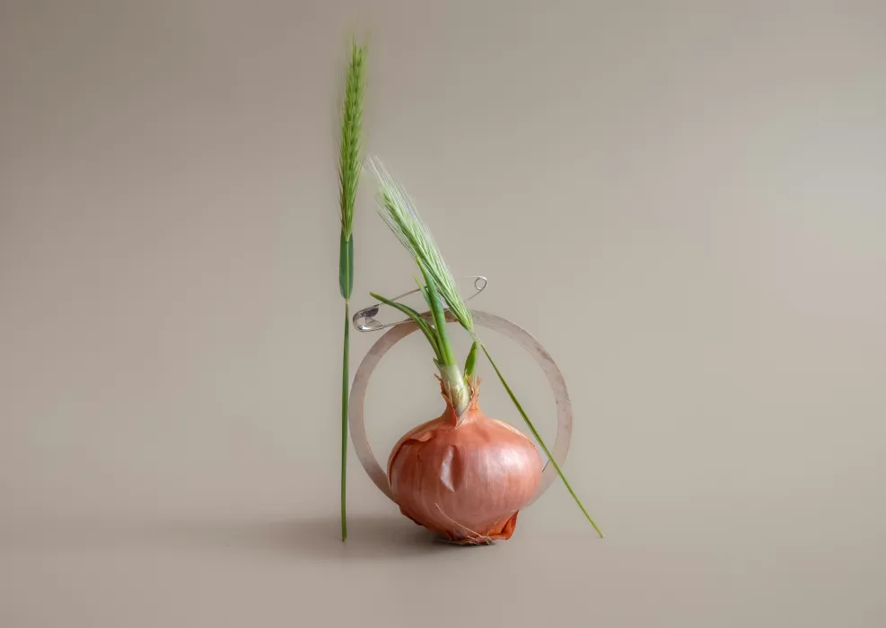 양파-사진