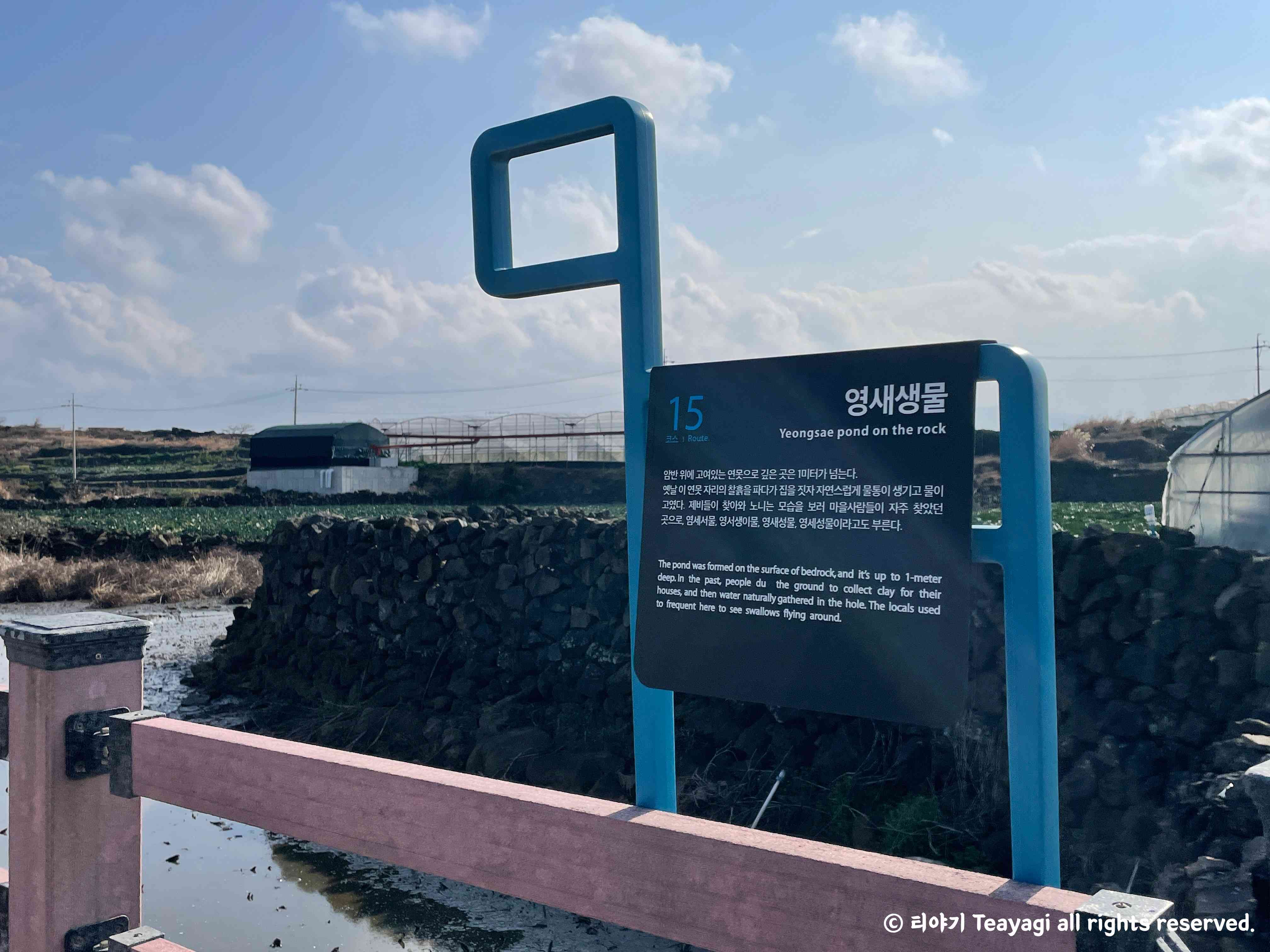 제주도-올레길-15A코스-영새생물