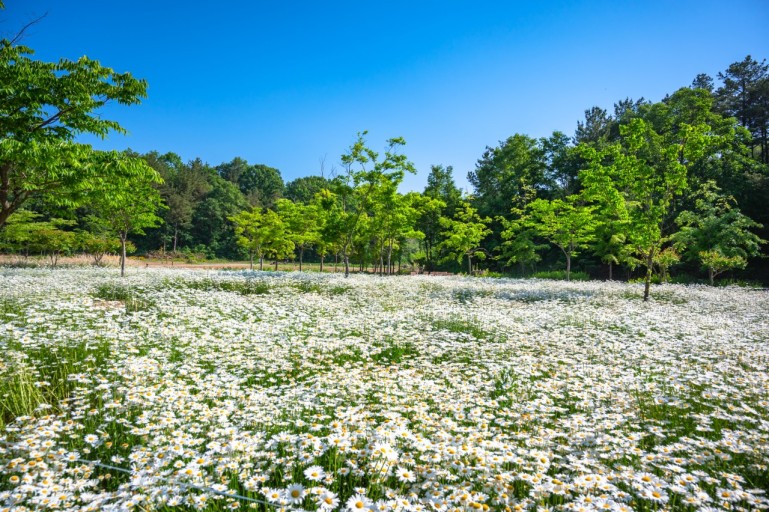 악양생태공원 샤스타데이지1
