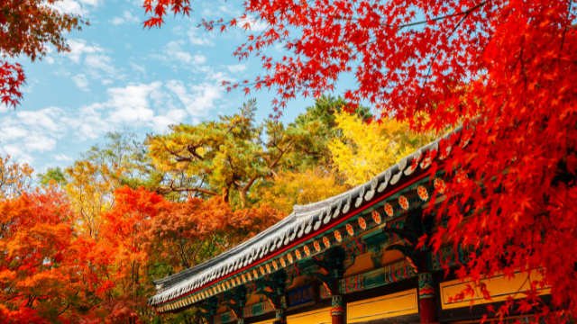 경남의 숨은 단풍 명소 TOP 5 – 붐비지 않고 여유롭게 즐기는 가을