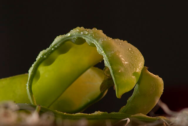 자이언트 파바빈 효능 6가지 부작용 파바빈 먹는법 꿀팁!(feat. 요리법)