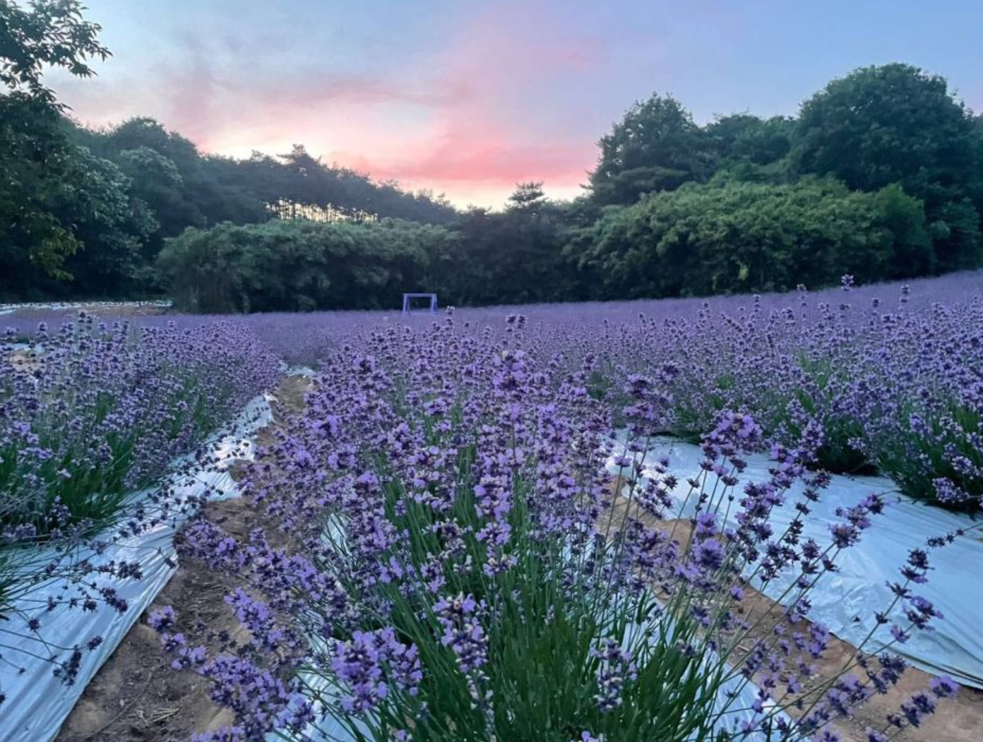 고창청농원-전경