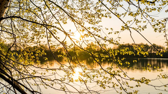 early spring sunlight through tree branches reflecting on water
