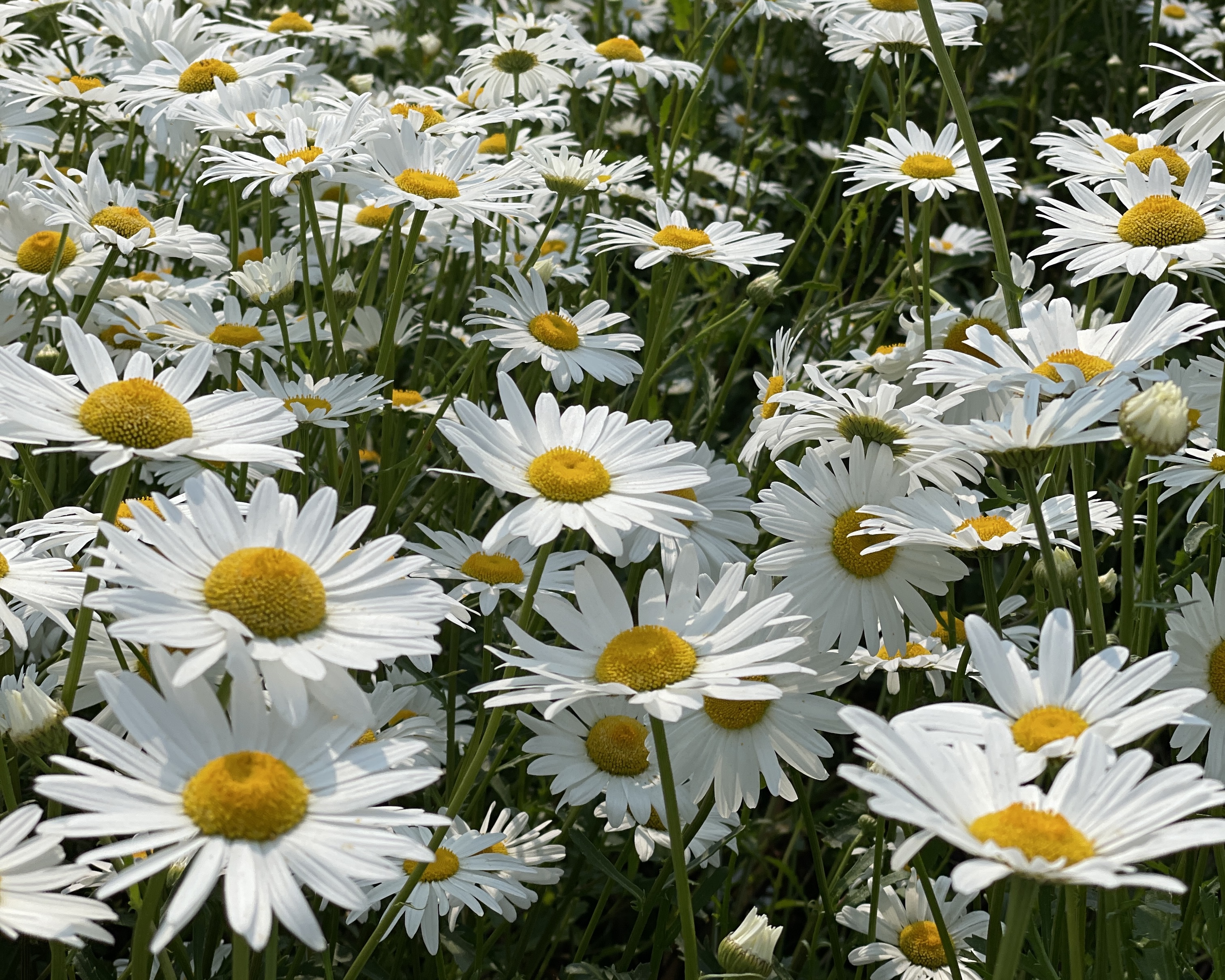 부안샤스타데이지