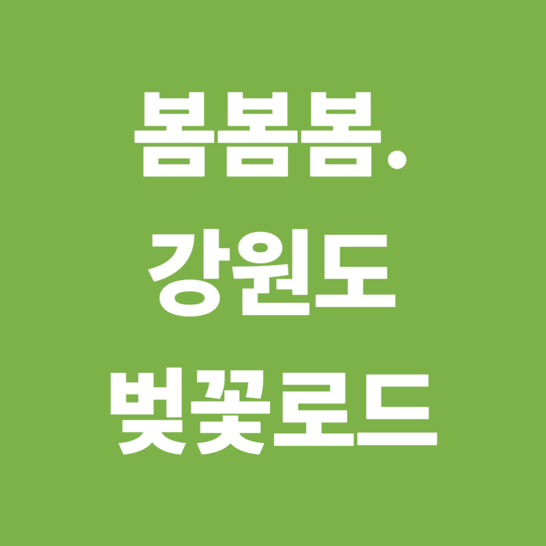 봄, 강원도 벚꽃로드