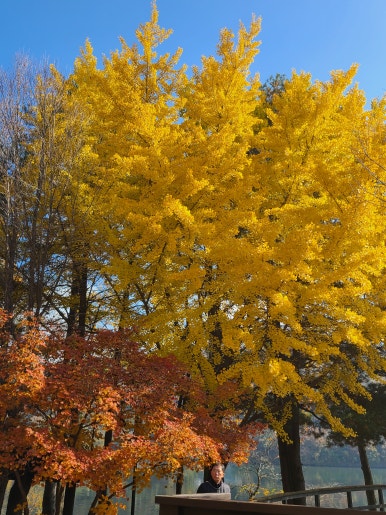 2024 가을 단풍 명소 7곳 소개