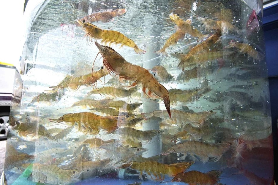 홍성 남당항 대하축제 일정·가격·기본정보