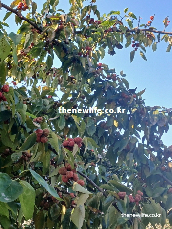 여성 갱년기와 부인과 질환 예방에 좋은 성분이 가득한 야생 꾸지뽕 나무 열매 실사진