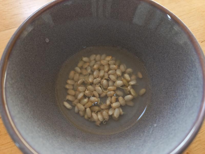 현미 발아 싹내기 실험 8일차