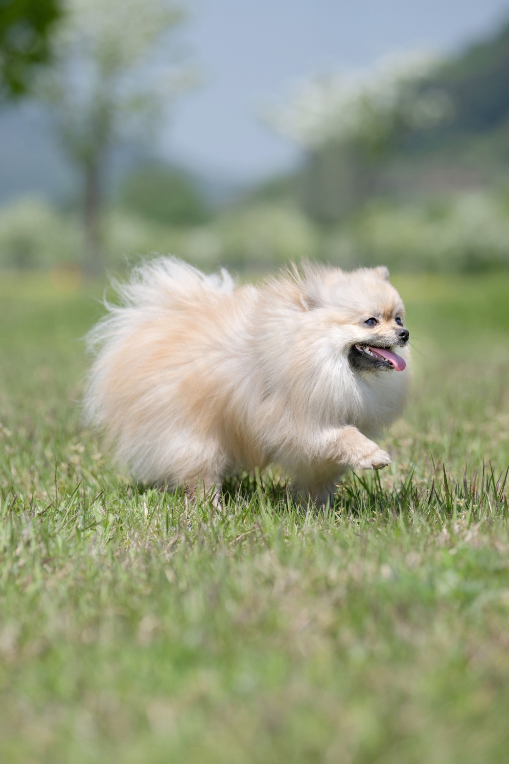 잔디밭을 걸어다니는 강아지