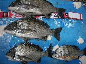 디낚 점주조황 인낚 부낚 어부지리 바다낚시_17