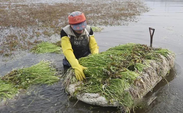 미나리 재배 수로 정비 그늘 재배 여름 관리_2