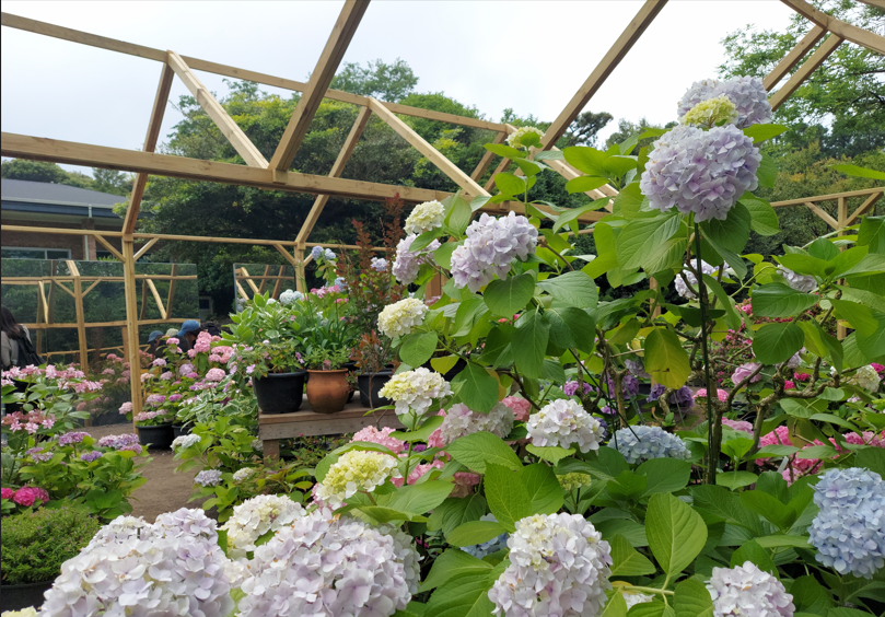 포토 스팟과 짙은 녹음이 있는 카멜리아 힐