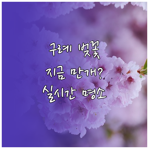 구례 벚꽃 명소 추천 및 실시간 개화..