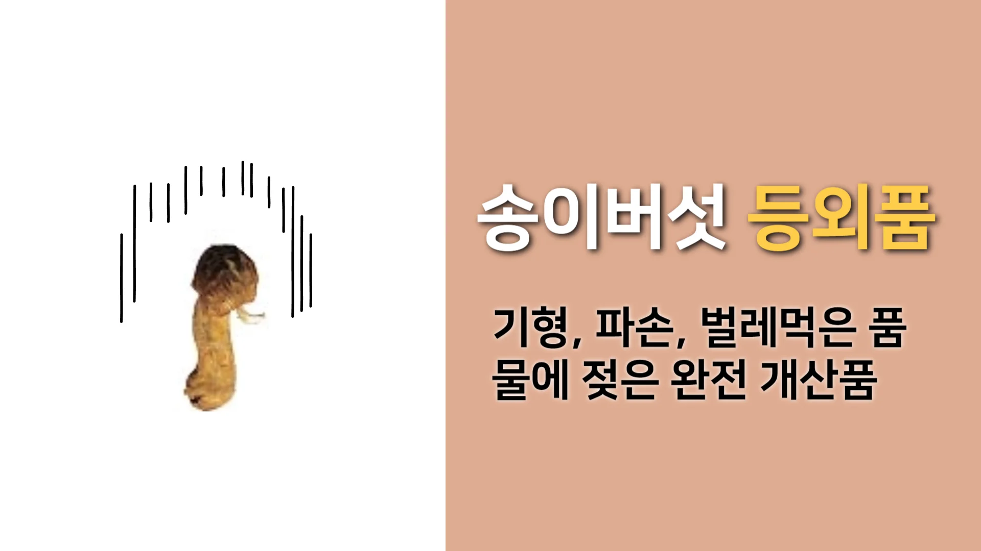 자연산-송이버섯-등외품