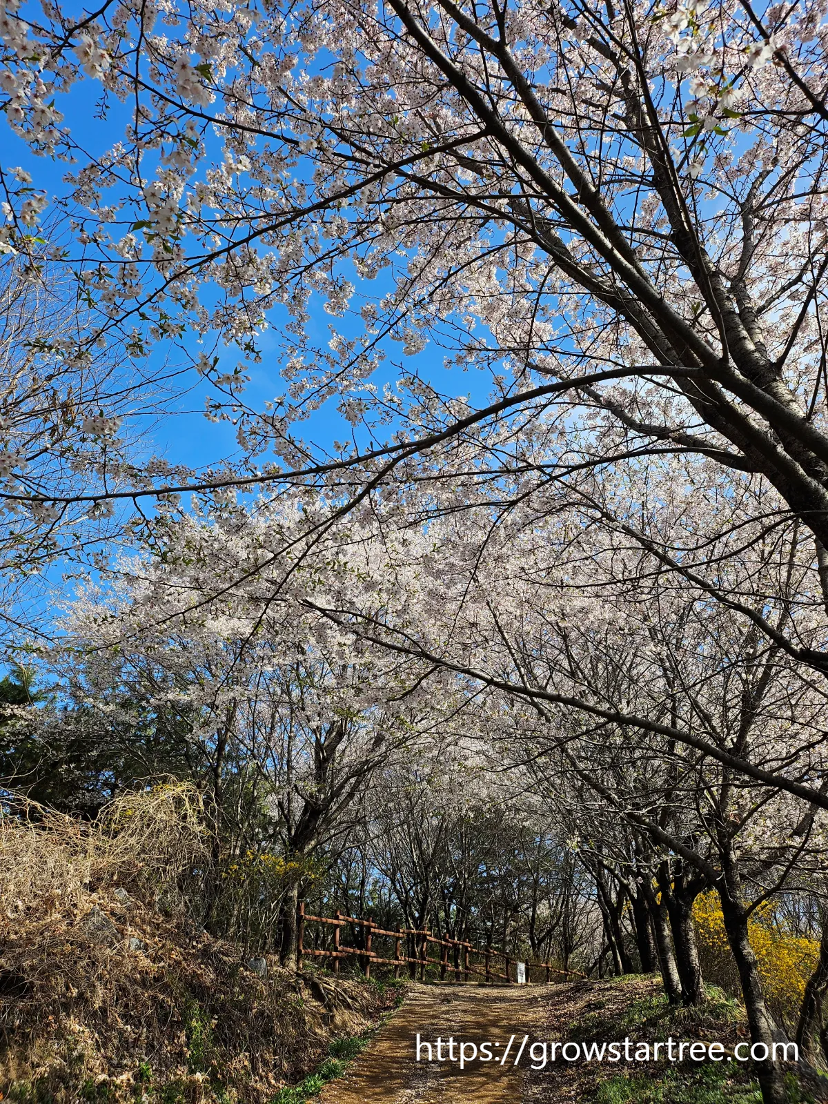 인천 연수구 봉재산 벚꽃