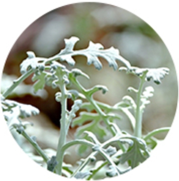 한국의 떡 종류 오쟁이떡-쑥