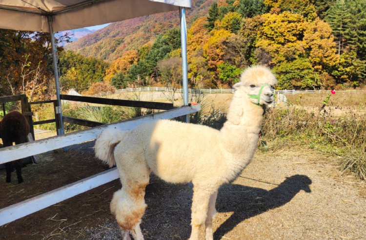 가평 양떼목장