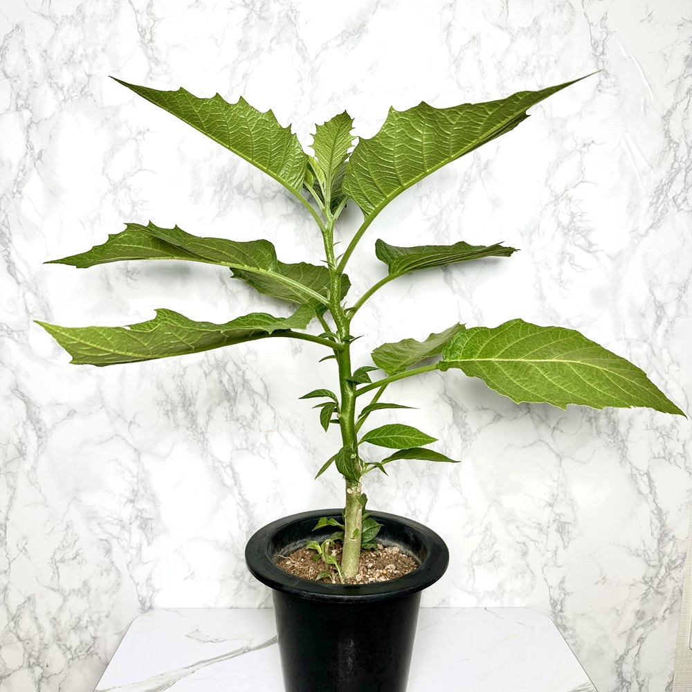 천사의나팔 키우기 꽃 꽃말 키우는방법