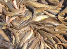 미꾸라지 꿈해몽