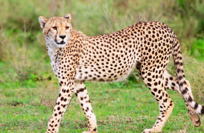 아이랑가기 좋은 곳 - 서울대공원