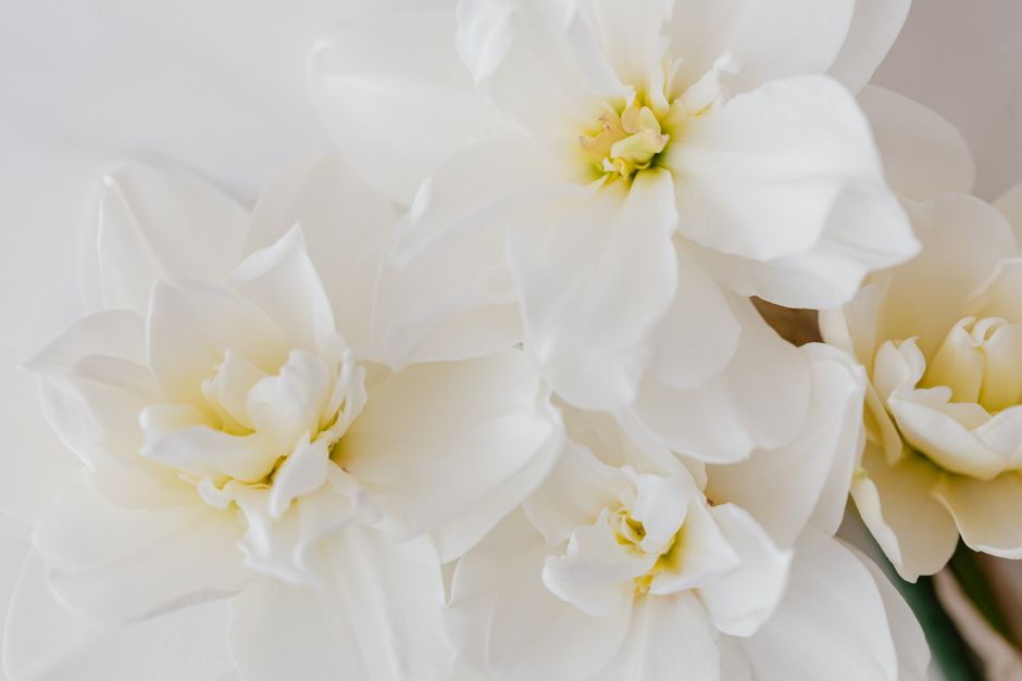 Bunch of tender white double pheasants eye flowers with yellow centers on white table