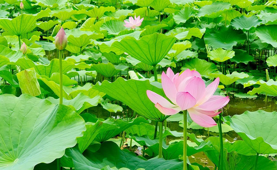 축제전경3