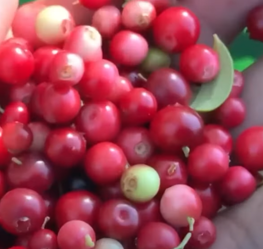 링곤베리 퓨레 효능 먹는법