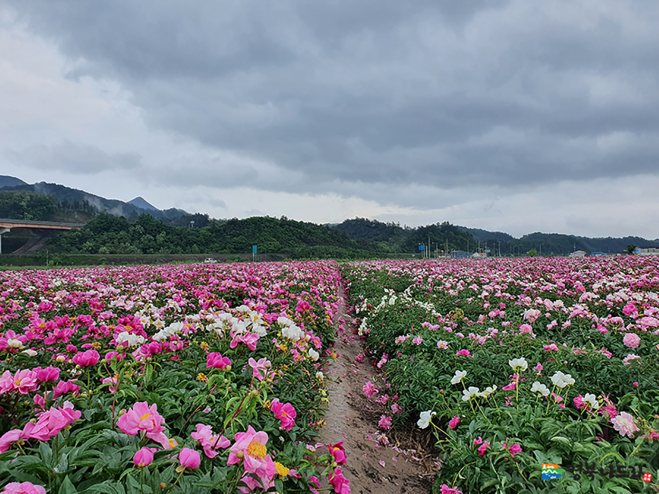 영천 작약꽃축제 2025