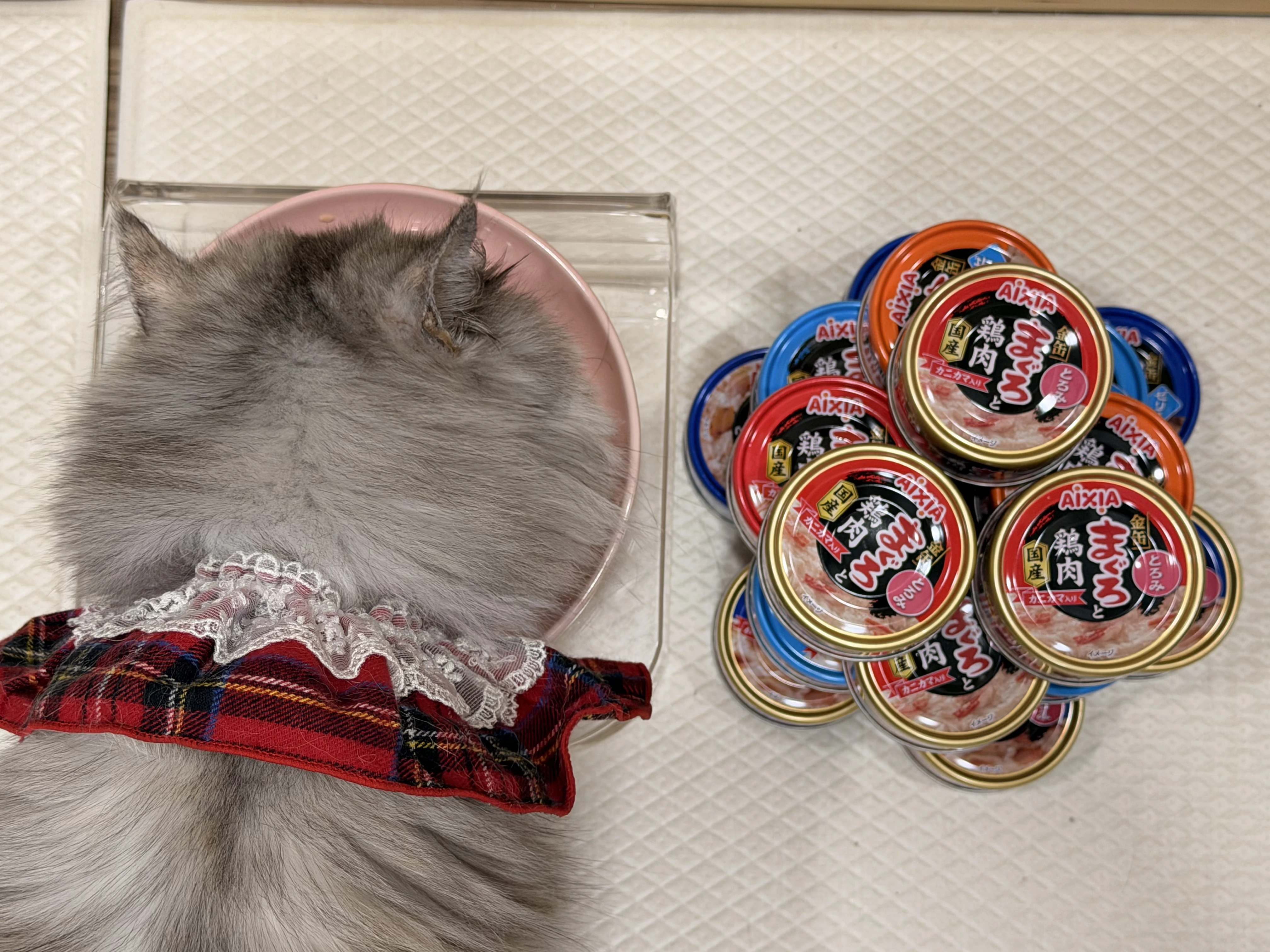 고양이간식캔 금관 야이즈