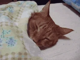 고양이 움짤 5분만요