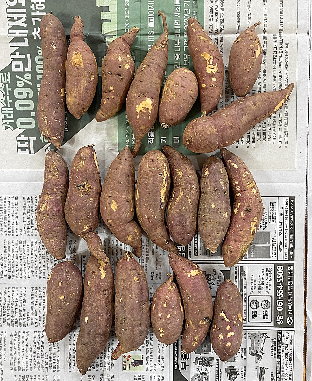 신문지 위 고구마 1