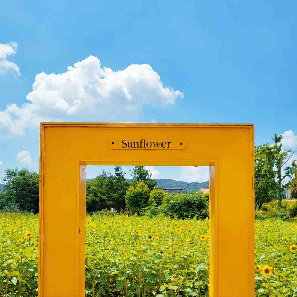 파주 해바라기 축제