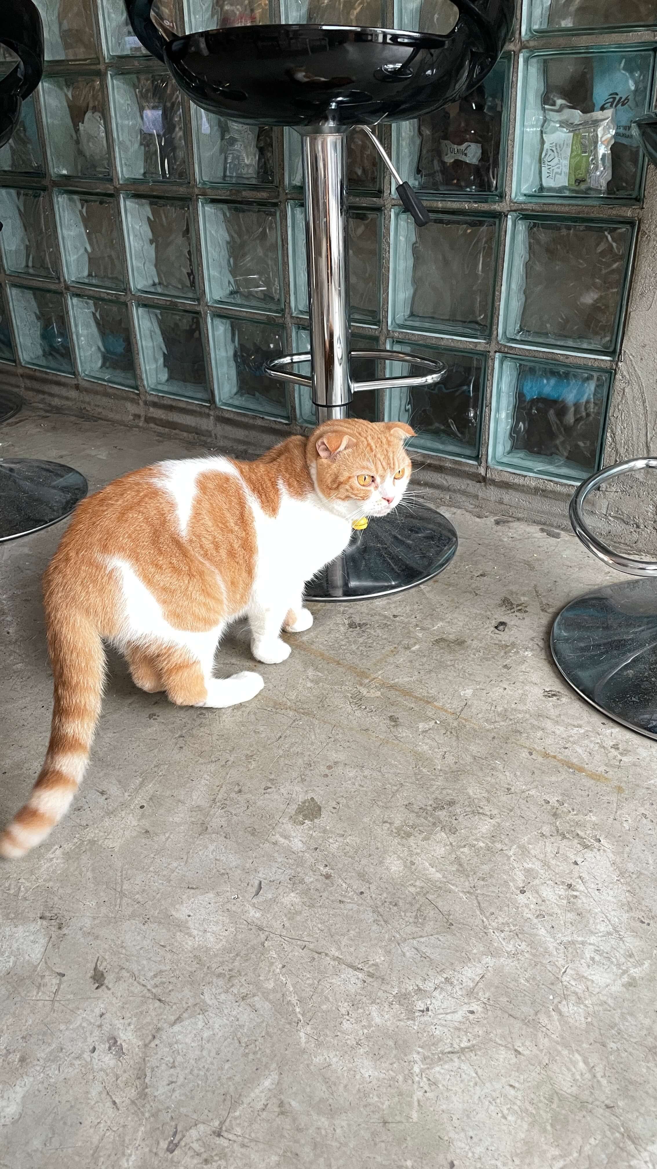 치앙마이 카페 고양이